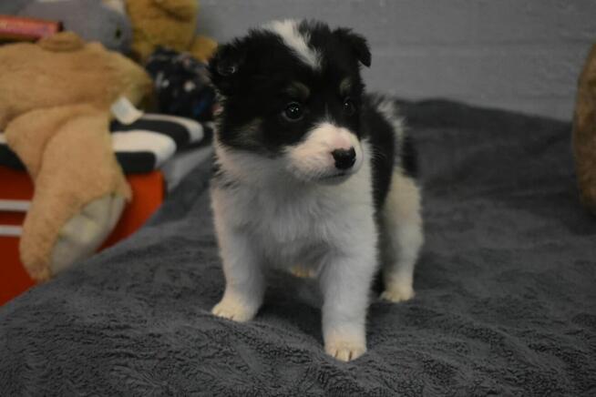 Piesek Border Collie z rodowodem