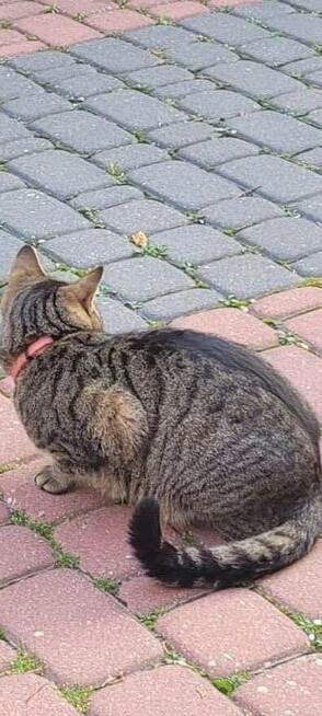 Zaginął kot Stefanek Ostrołęka! Nagroda 1000zł