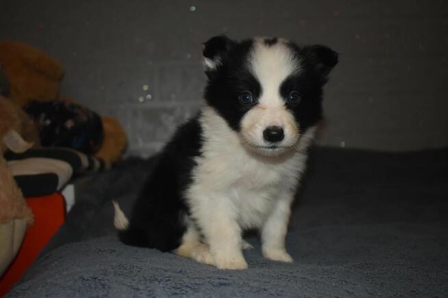 Piesek Border Collie