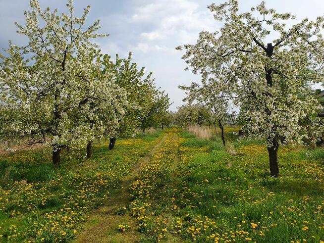 Sprzedam działkę siedliskowo-rolna