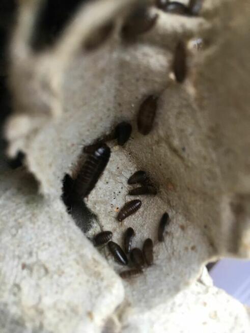 Karaczan szary karmówka dla gadów 100 sztuk