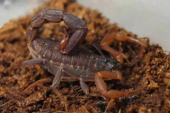 Skorpiony J. tricarinatus stadium L3