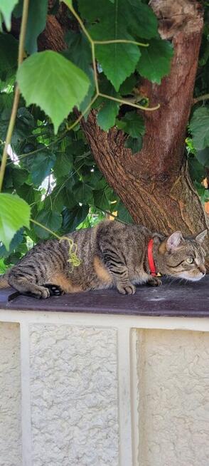 Zaginął kot Stefanek Ostrołęka! Nagroda 1000zł