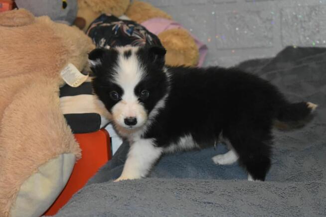 Suczka Border Collie