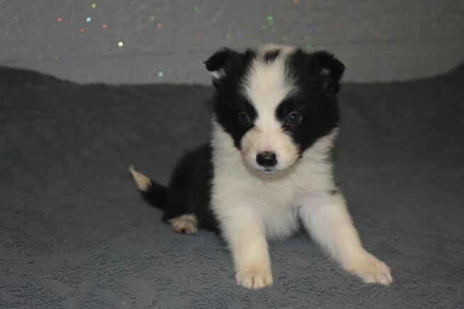 Piesek Border Collie