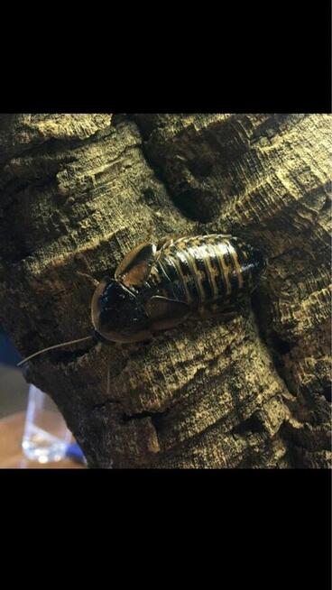 Karaczan argentyński dubia duże 100sztuk