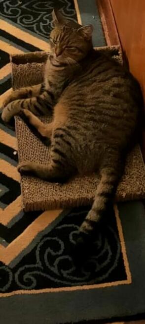 Zaginął kot Stefanek Ostrołęka! Nagroda 1000zł