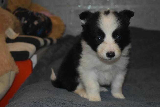 Piesek Border Collie