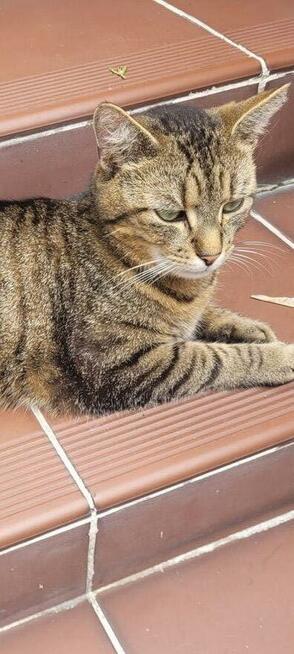 Zaginął kot Stefanek Ostrołęka! Nagroda 1000zł