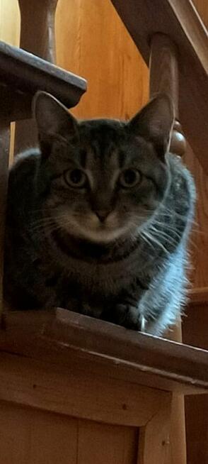 Zaginął kot Stefanek Ostrołęka! Nagroda 1000zł