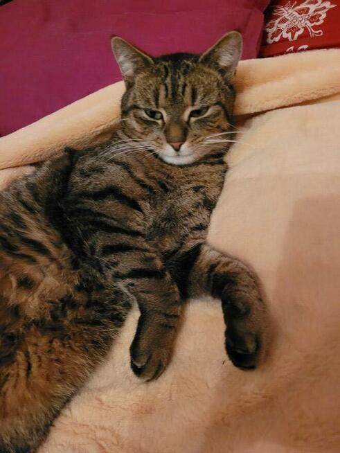 Zaginął kot Stefanek Ostrołęka! Nagroda 1000zł