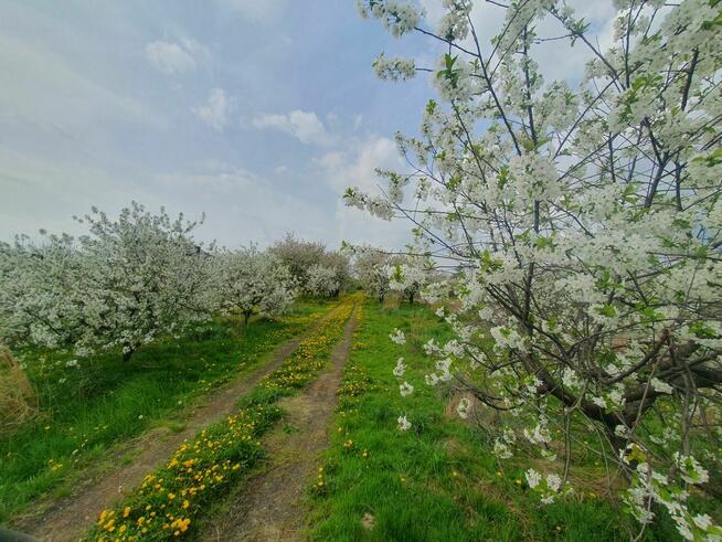 Sprzedam działkę siedliskowo-rolna