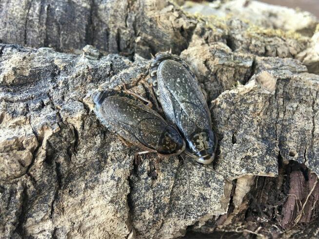 Karaczan szary karmówka dla gadów 100 sztuk