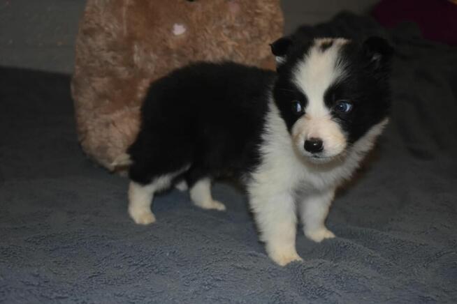 Suczka Border Collie