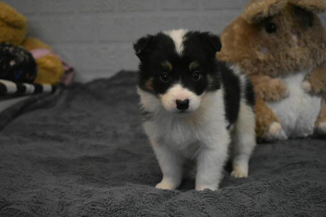 Piesek Border Collie z rodowodem