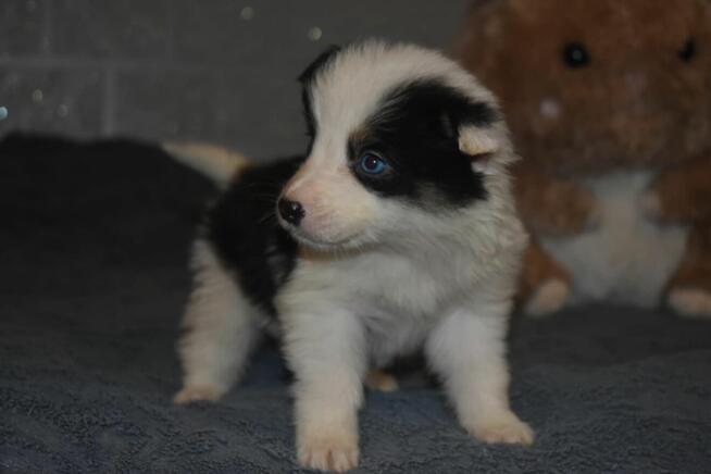 Suczka Border Collie