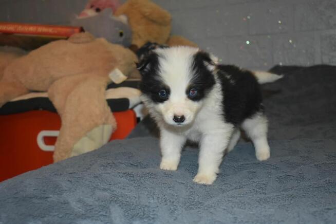 Suczka Border Collie