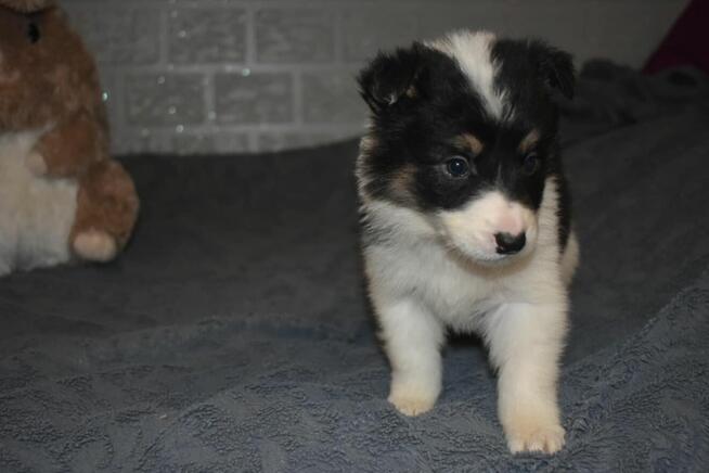 Piesek Border Collie z rodowodem