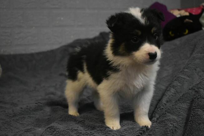 Piesek Border Collie z rodowodem