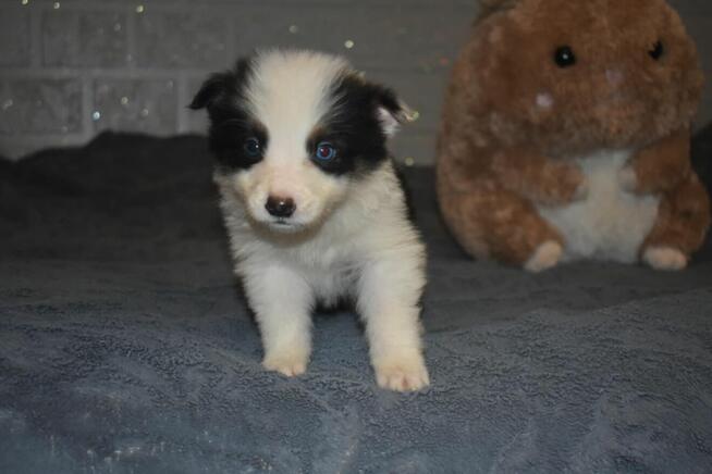 Suczka Border Collie