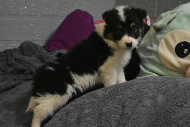 Piesek Border Collie z rodowodem