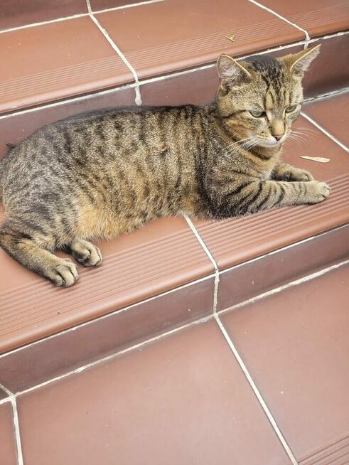 Zaginął kot Stefanek Ostrołęka! Nagroda 1000zł