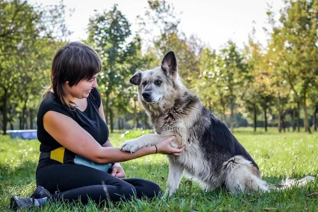 Ramona-piękna starsza suczka czeka na wymarzony dom-adopcja