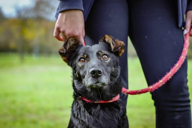 Benio-pozytywny średniej wielkości pies do adopcji