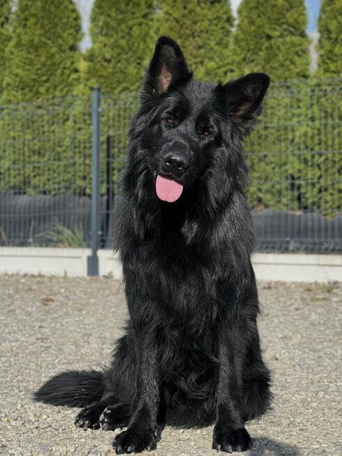 Owczarek niemiecki długowłosy owczarki szczeniaki POTĘŻNE!