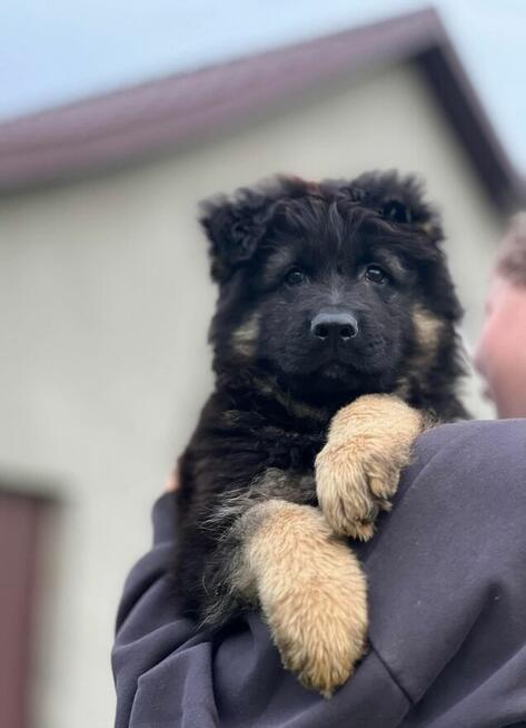 Owczarek niemiecki długowłosy owczarki szczeniaki POTĘŻNE!