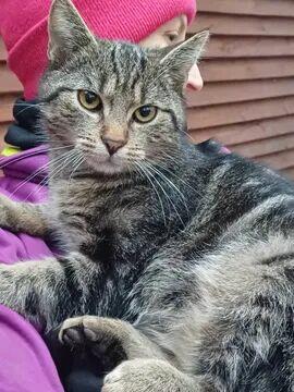 Kminek ok 6 mcz.pięknie umaszczony kocurek błaga o dom Sylwi