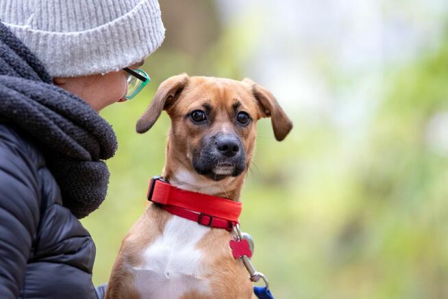 Roczny Karmel szuka odpowiedzialnego domu!