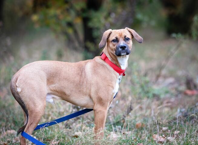 Roczny Karmel szuka odpowiedzialnego domu!