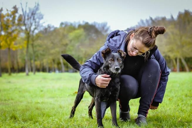 Benio-pozytywny średniej wielkości pies do adopcji