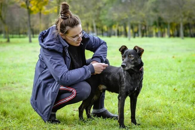 Benio-pozytywny średniej wielkości pies do adopcji