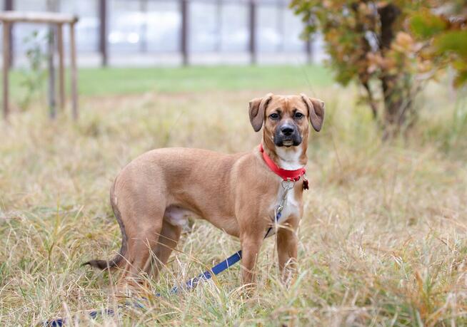 Roczny Karmel szuka odpowiedzialnego domu!