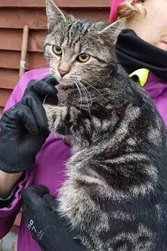 Kminek ok 6 mcz.pięknie umaszczony kocurek błaga o dom Sylwi