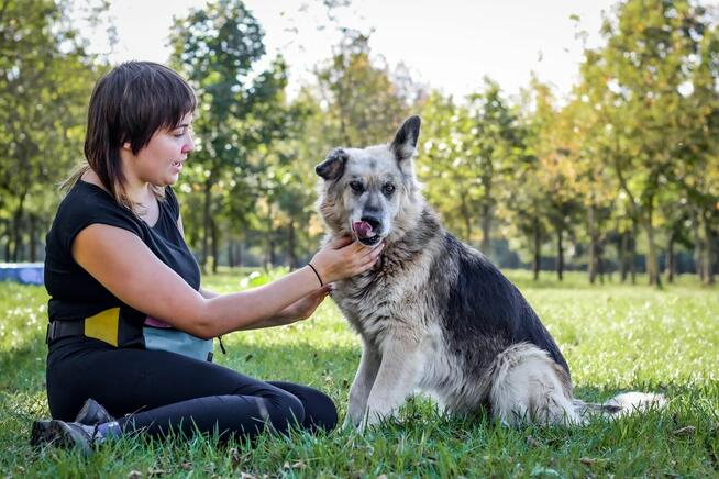 Ramona-piękna starsza suczka czeka na wymarzony dom-adopcja