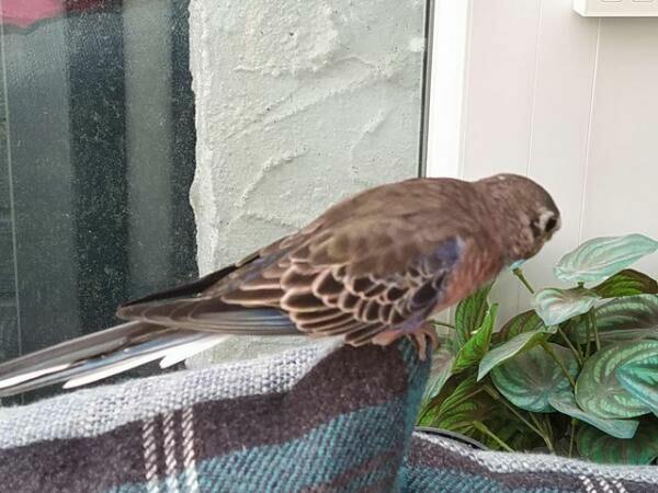 Urocze papugi na sprzedaż w Polsce