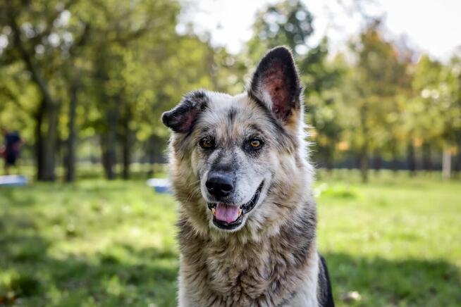 Ramona-piękna starsza suczka czeka na wymarzony dom-adopcja