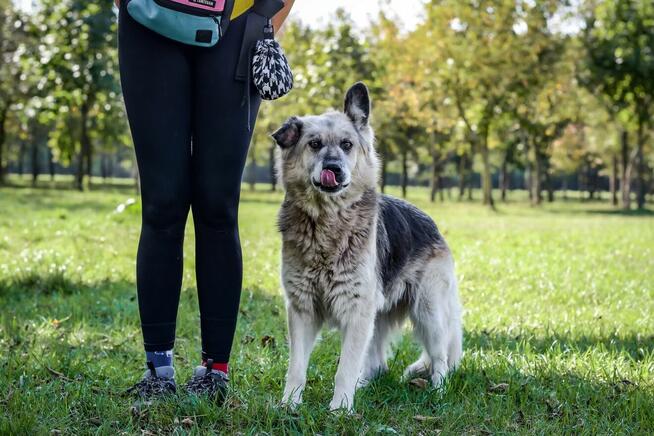 Ramona-piękna starsza suczka czeka na wymarzony dom-adopcja