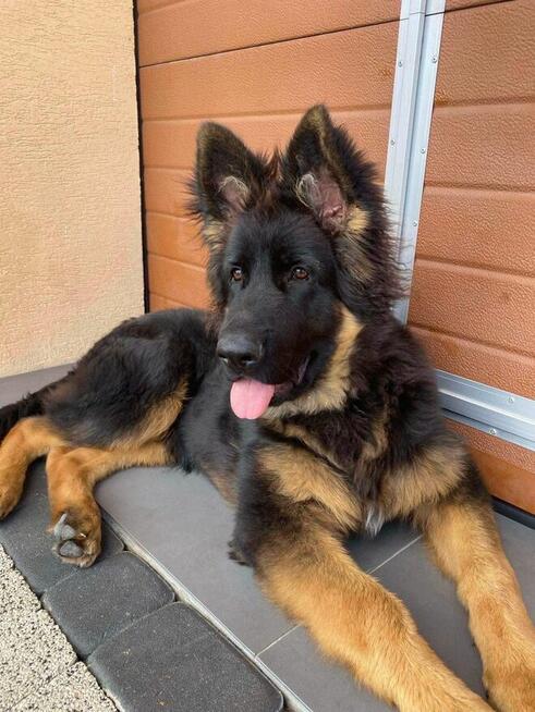 Owczarek niemiecki długowłosy owczarki szczeniaki POTĘŻNE!