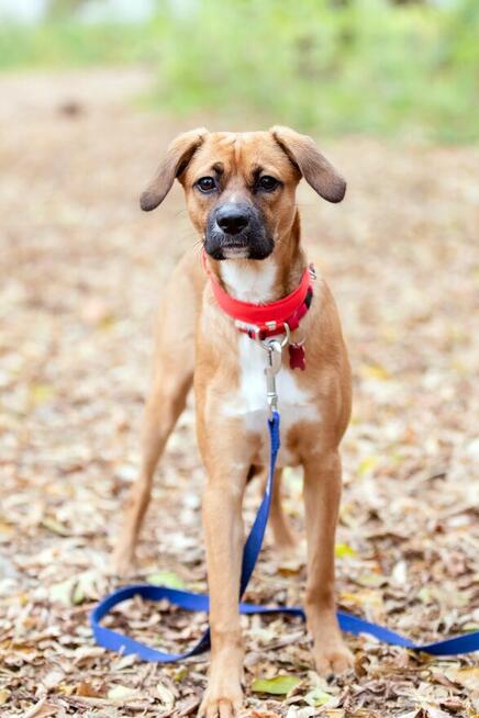 Roczny Karmel szuka odpowiedzialnego domu!