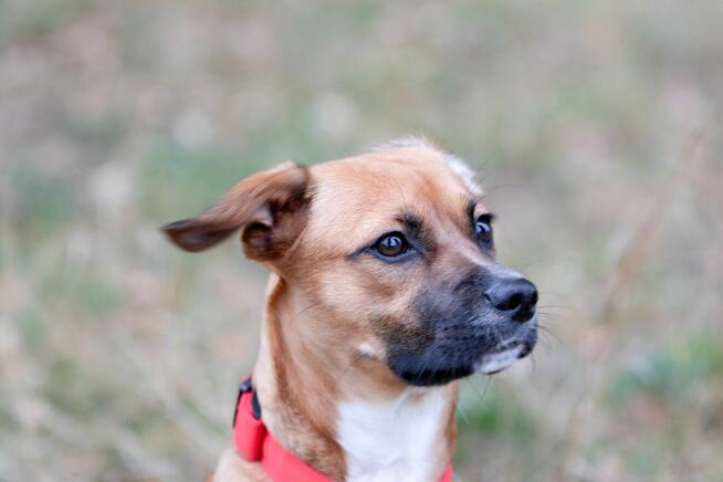 Roczny Karmel szuka odpowiedzialnego domu!