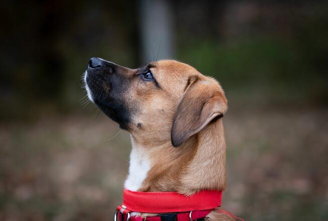 Roczny Karmel szuka odpowiedzialnego domu!