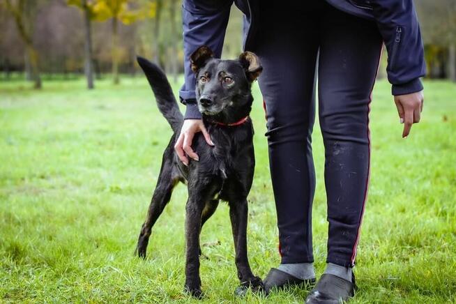 Benio-pozytywny średniej wielkości pies do adopcji