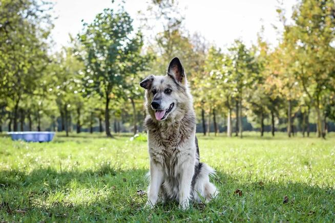 Ramona-piękna starsza suczka czeka na wymarzony dom-adopcja