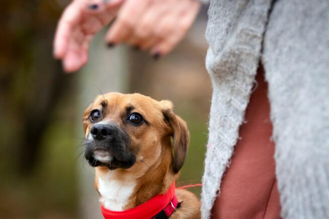 Roczny Karmel szuka odpowiedzialnego domu!