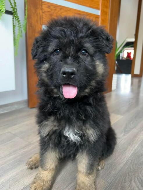 Owczarek niemiecki długowłosy owczarki szczeniaki POTĘŻNE!