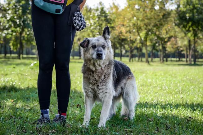 Ramona-piękna starsza suczka czeka na wymarzony dom-adopcja